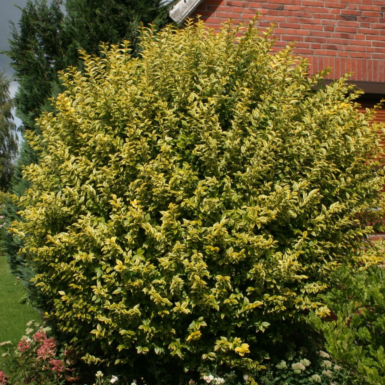 Obrázok Vtáčí zob vajcolistý (Ligustrum Ovalifolium) ´AUREUM´ - výška 20-30 cm, kont. C2L